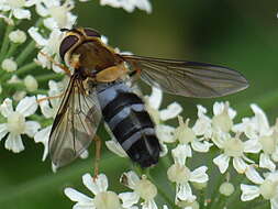 Image of Leucozona glaucia (Linnaeus 1758)