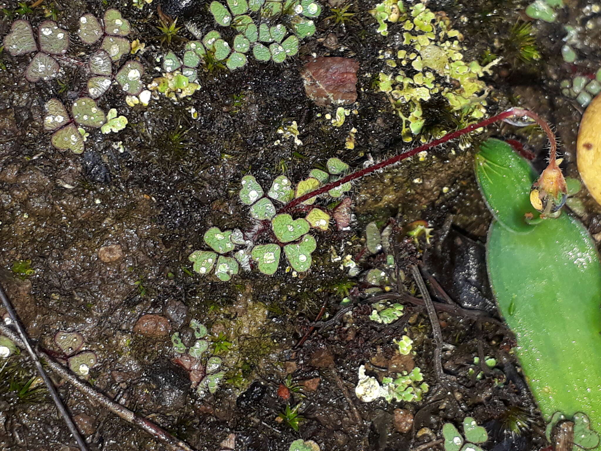 Sivun Oxalis imbricata var. imbricata kuva