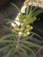 Image of Emory's milkweed