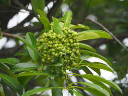 Image of Photinia bodinieri H. Lév.