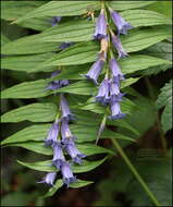 Image of Gentiana asclepiadea L.