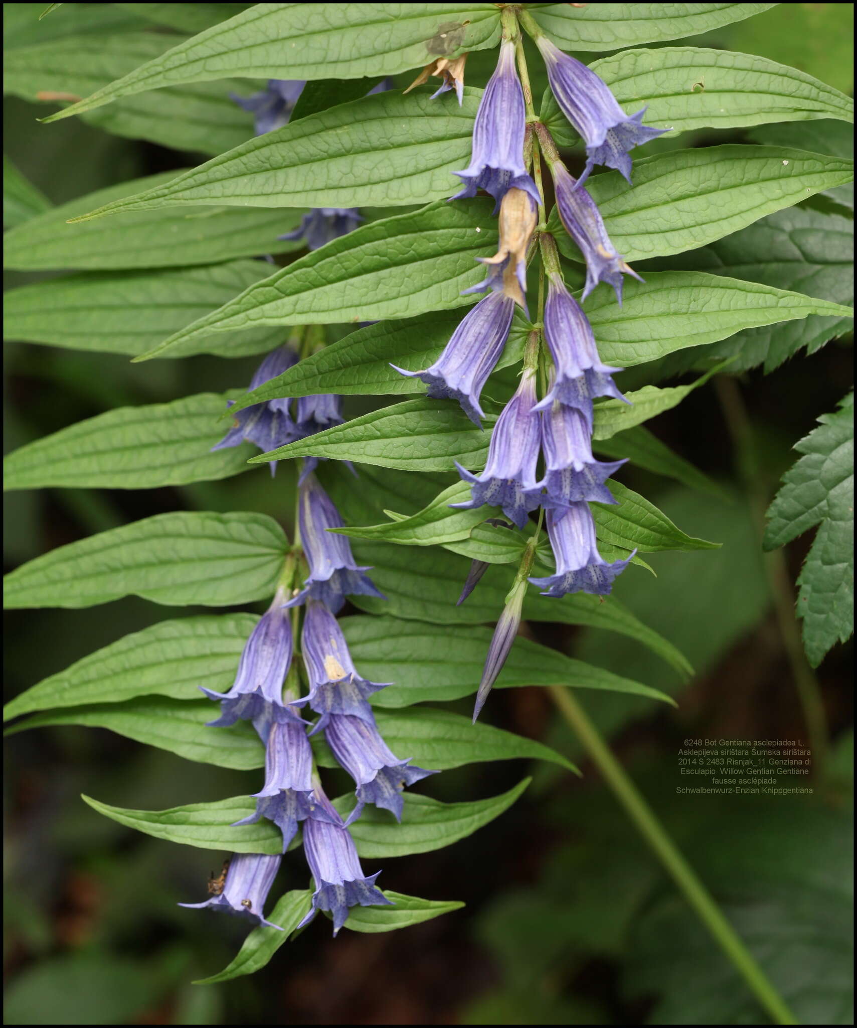 Gentiana asclepiadea L.的圖片