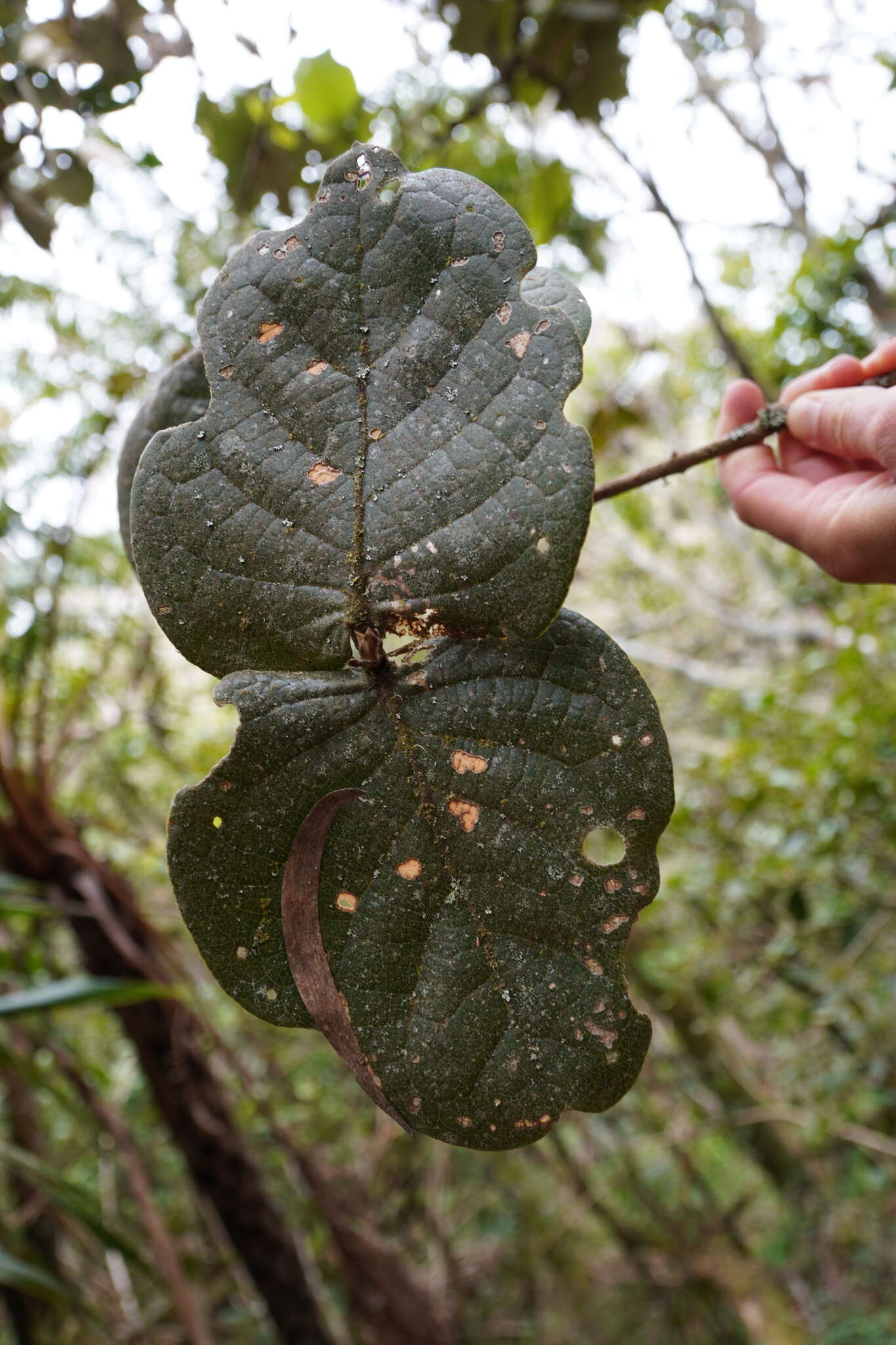 Image of Monimia rotundifolia Thou.