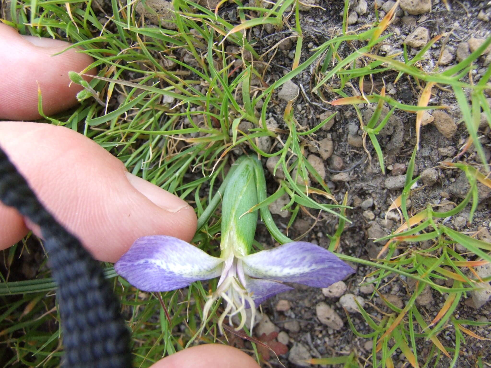 Image of Mastigostyla hoppii R. C. Foster