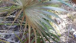 Image of Florida silver palm