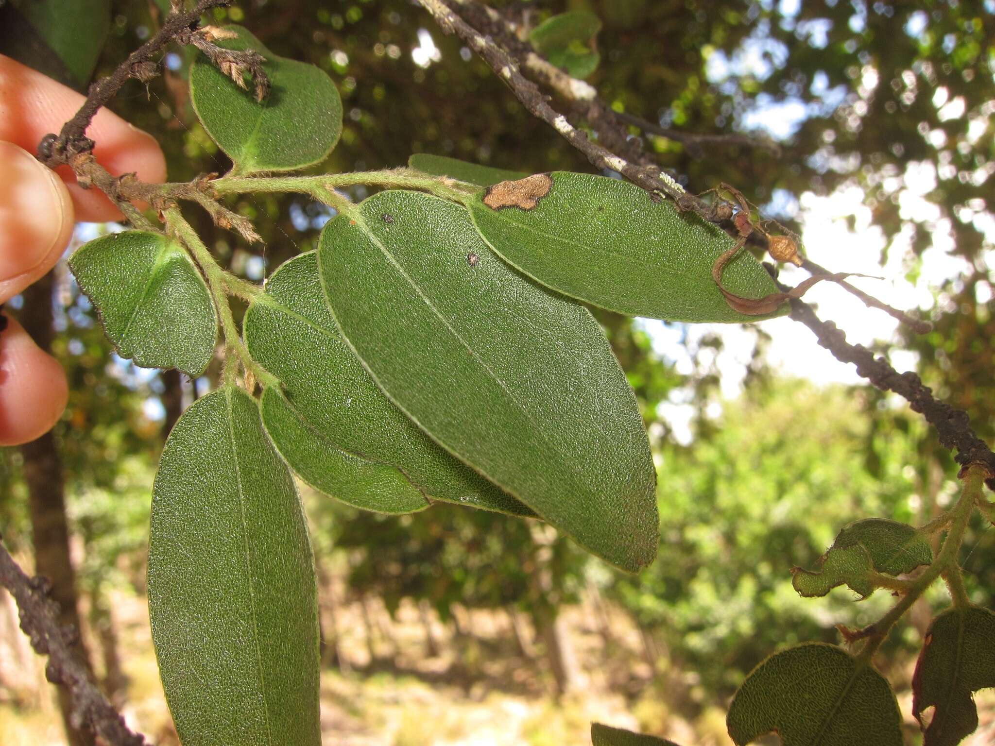 Image de Diospyros hillebrandii (Seem.) Fosberg