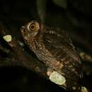 Image of Long-tufted Screech Owl