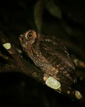 Image of Long-tufted Screech Owl