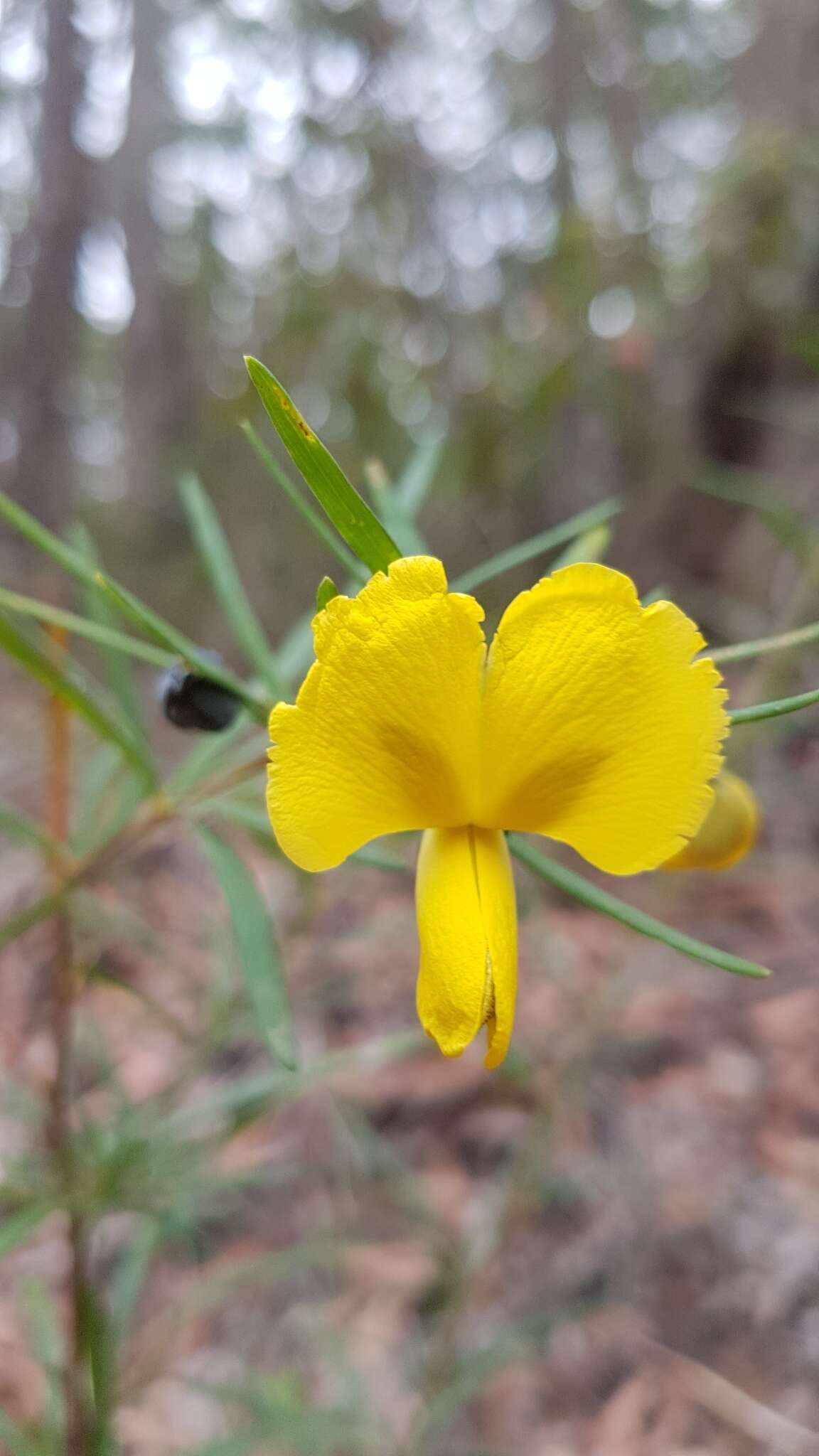 Plancia ëd Gompholobium latifolium Sm.