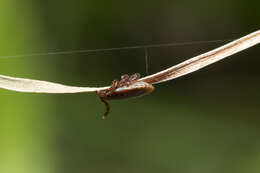 Imagem de Haemaphysalis parva (Neumann 1897)