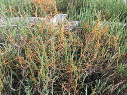 Image of Cuscuta pacifica Costea & M. A. R. Wright