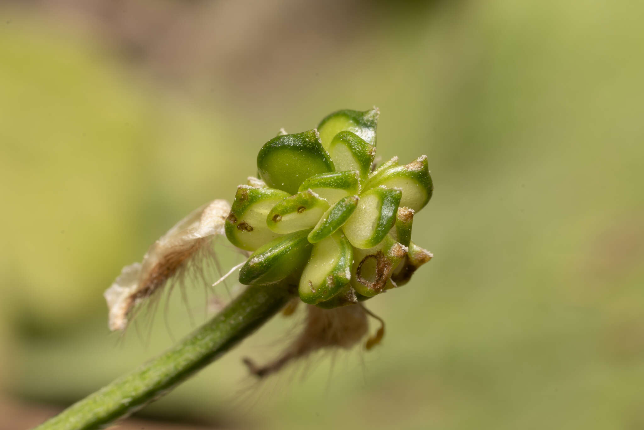 Image de Ranunculus neapolitanus Tenore