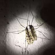 Image of <i>Limonia cinctipes</i>