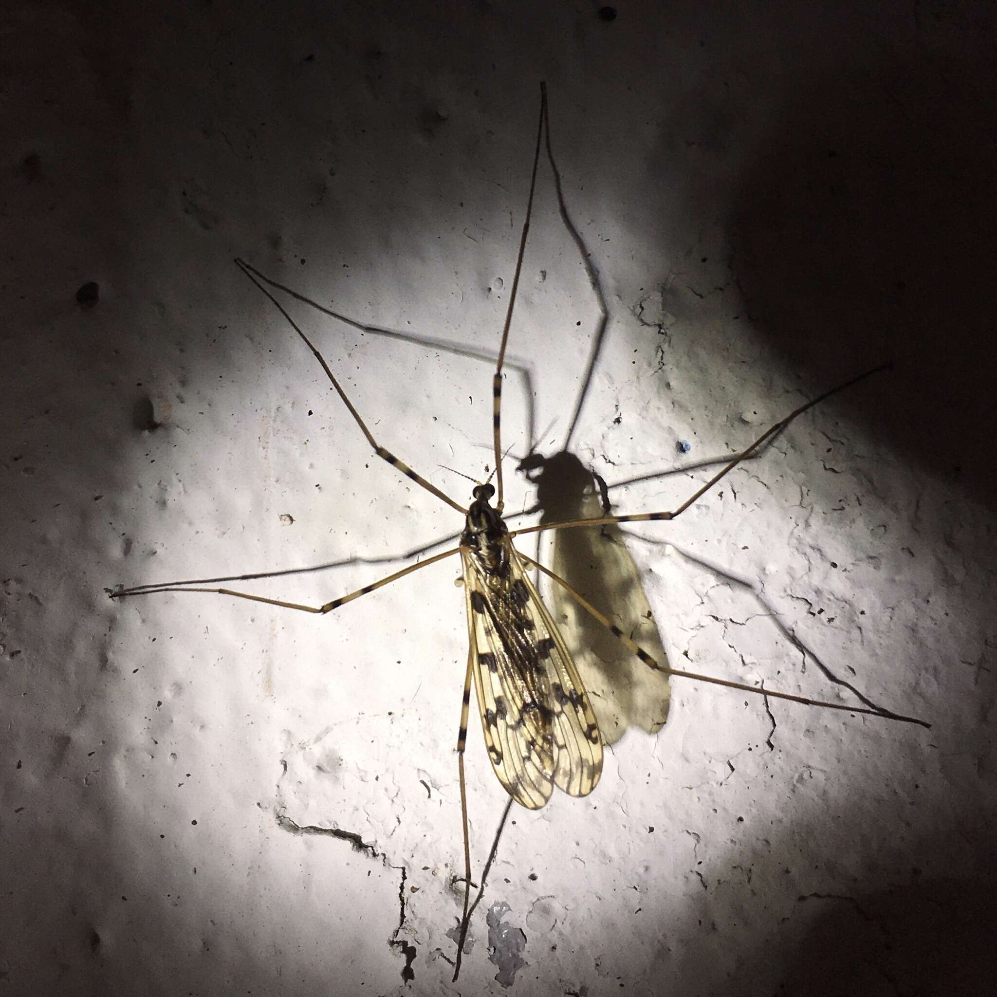 Image of <i>Limonia cinctipes</i>