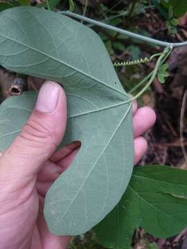 Passiflora affinis Engelm. ex A. Gray的圖片