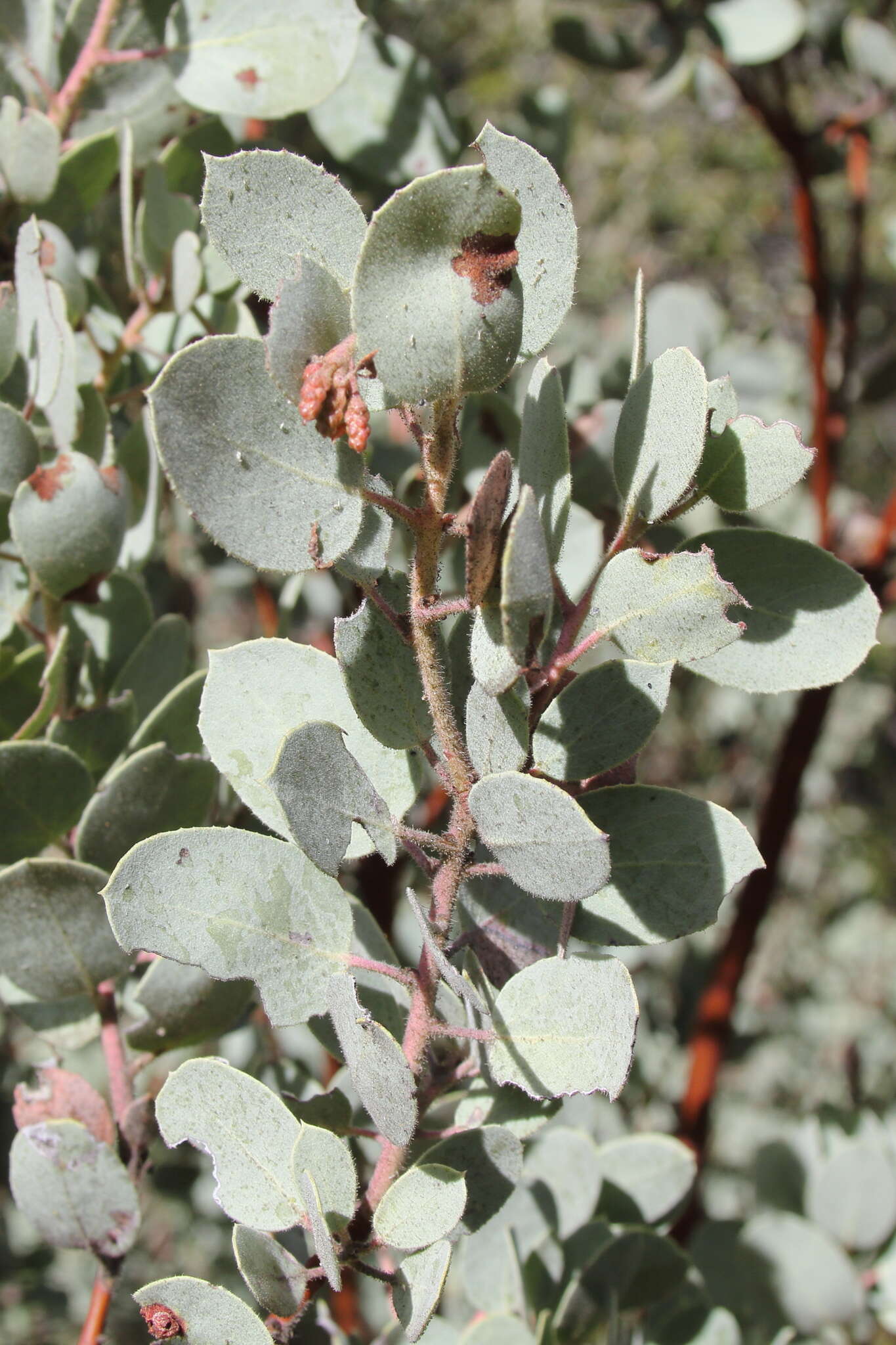 Arctostaphylos viscida subsp. mariposa (Dudley) P. V. Wells resmi