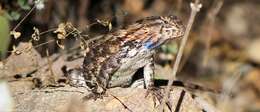 Image of Sceloporus spinosus Wiegmann 1828