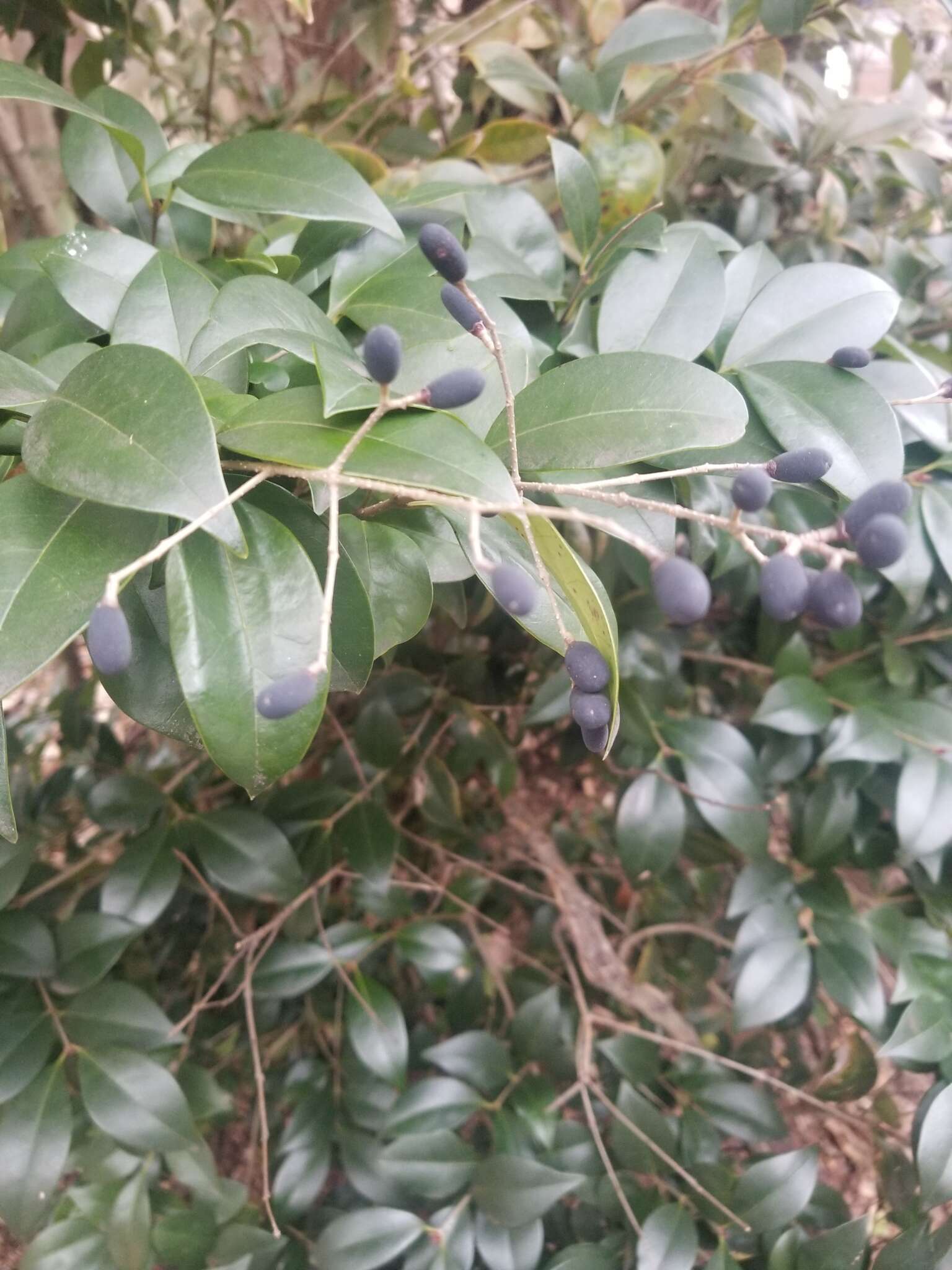 Image of Japanese privet