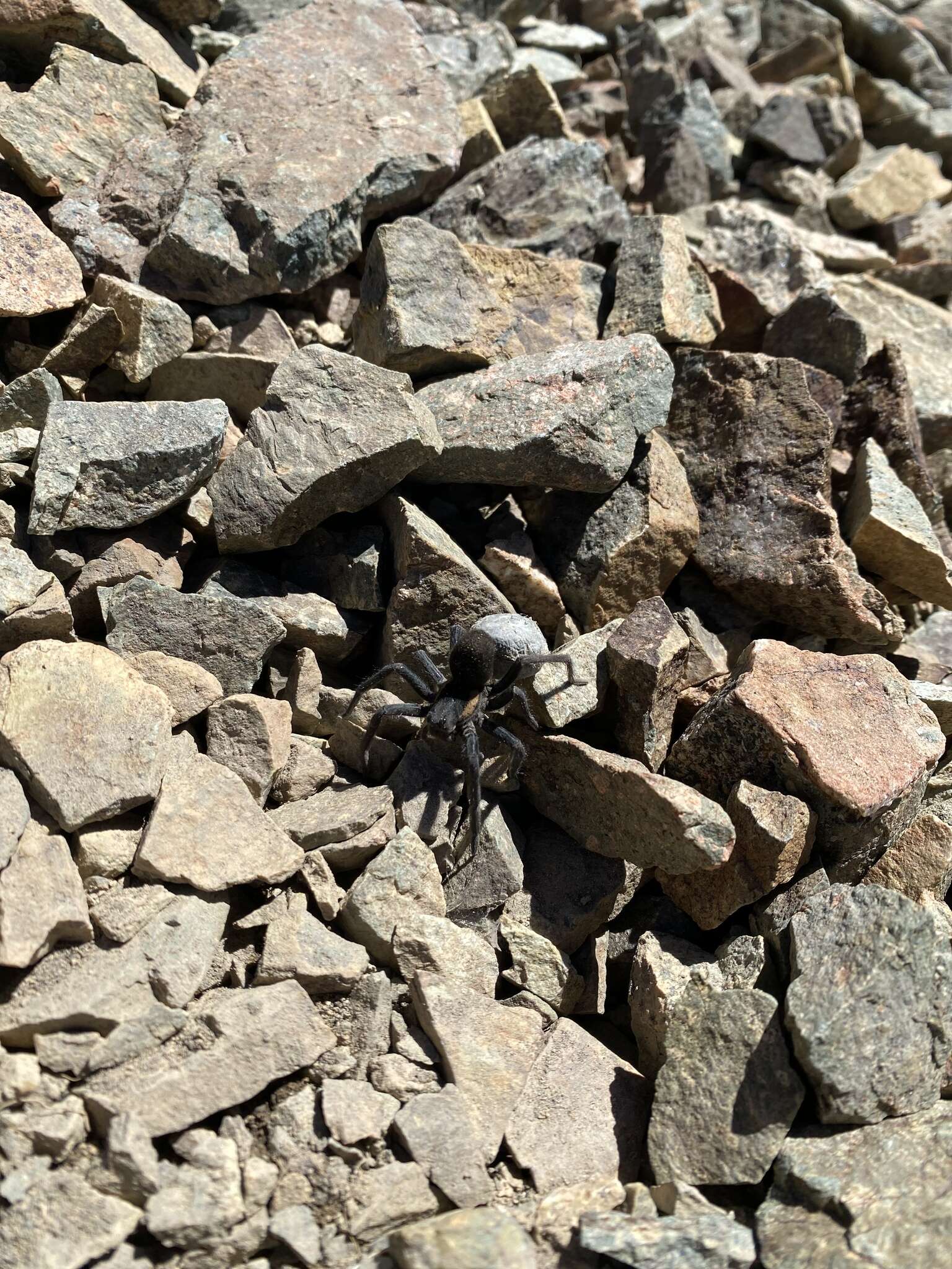 Image of Aglaoctenus puyen Piacentini 2011