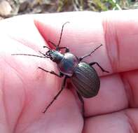 Image of Carabus (Eurycarabus) faminii Dejean 1826