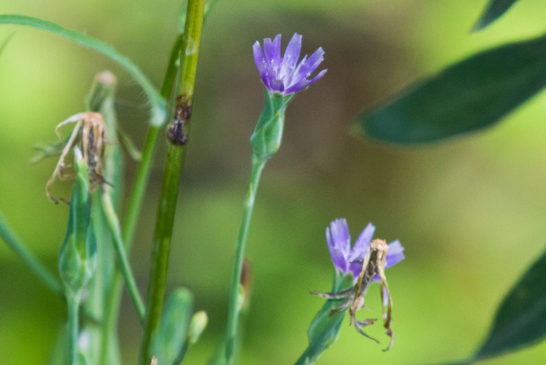 Lactuca graminifolia Michx. resmi