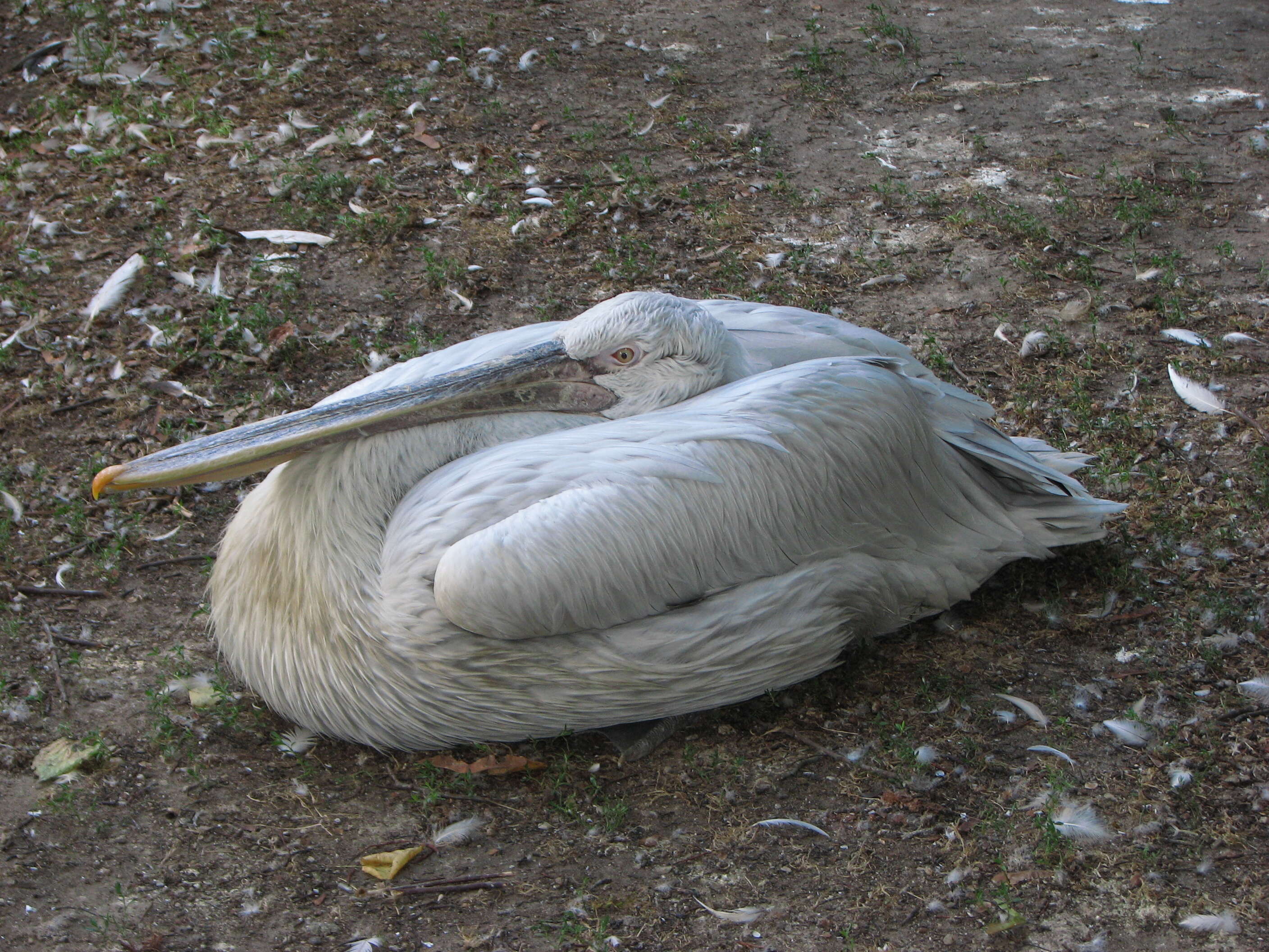 Image of Dalmatian Pelican