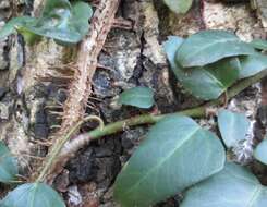 Image de Hedera pastuchovii Woronow