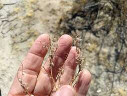 Image de Cryptantha maritima (Greene) Greene