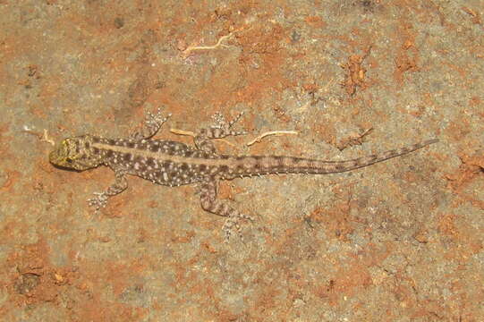 Image of Mysore Day Gecko