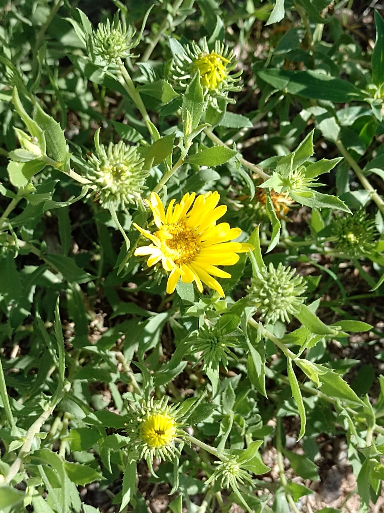 Image of Grindelia cabrerae L. A. Espinar