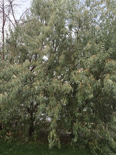 Image of Russian olive