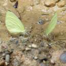 Image of Pseudopieris viridula (Felder & Felder 1861)