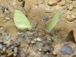 Image of Pseudopieris viridula (Felder & Felder 1861)