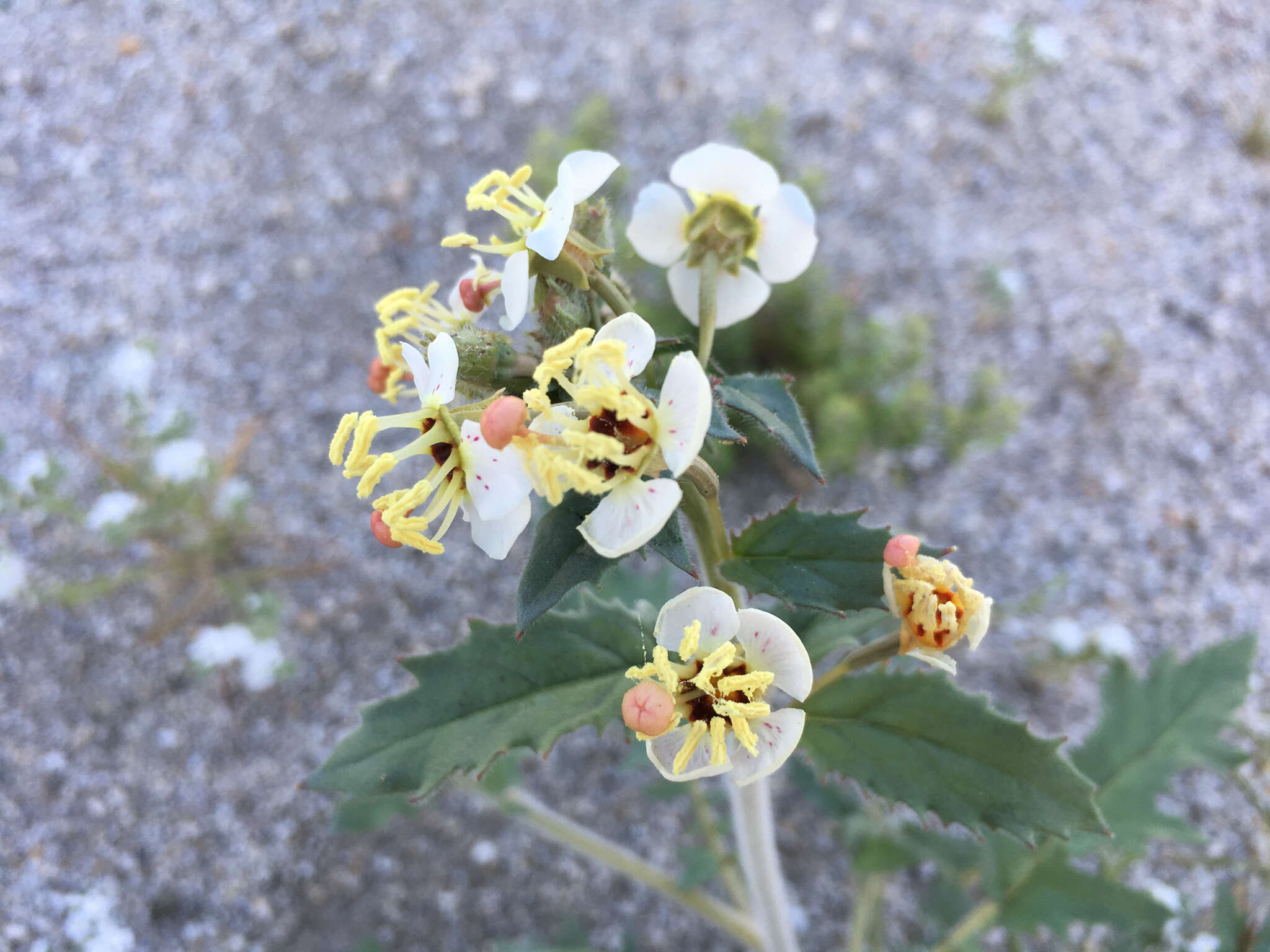 Imagem de Chylismia claviformis subsp. peirsonii (Munz) W. L. Wagner & Hoch