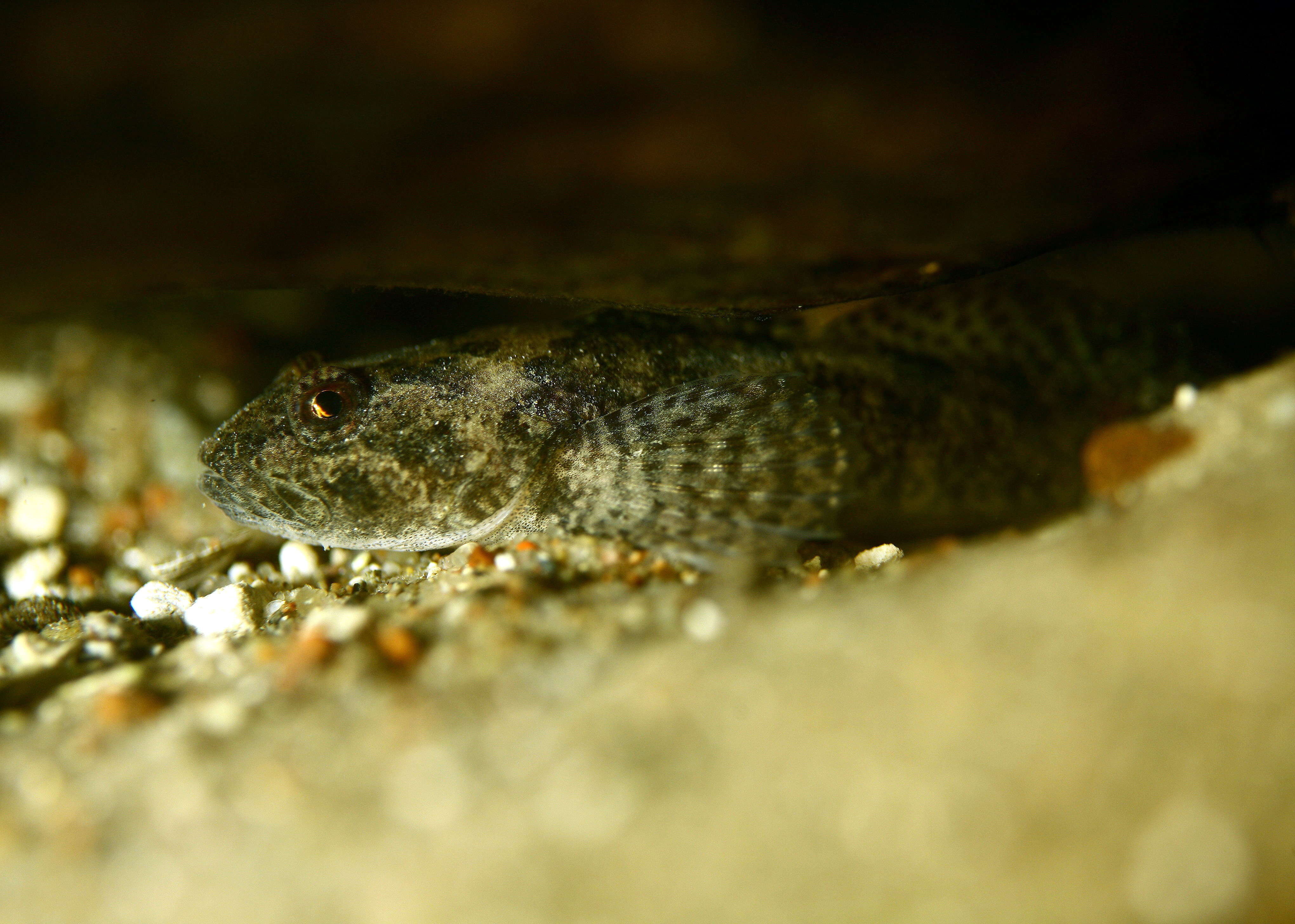 Imagem de Cottus poecilopus Heckel 1837