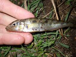 Image of Trumpeter whiting