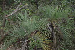 Image of Butia archeri (Glassman) Glassman