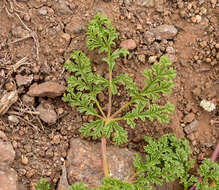 Image of Argylia adscendens DC.