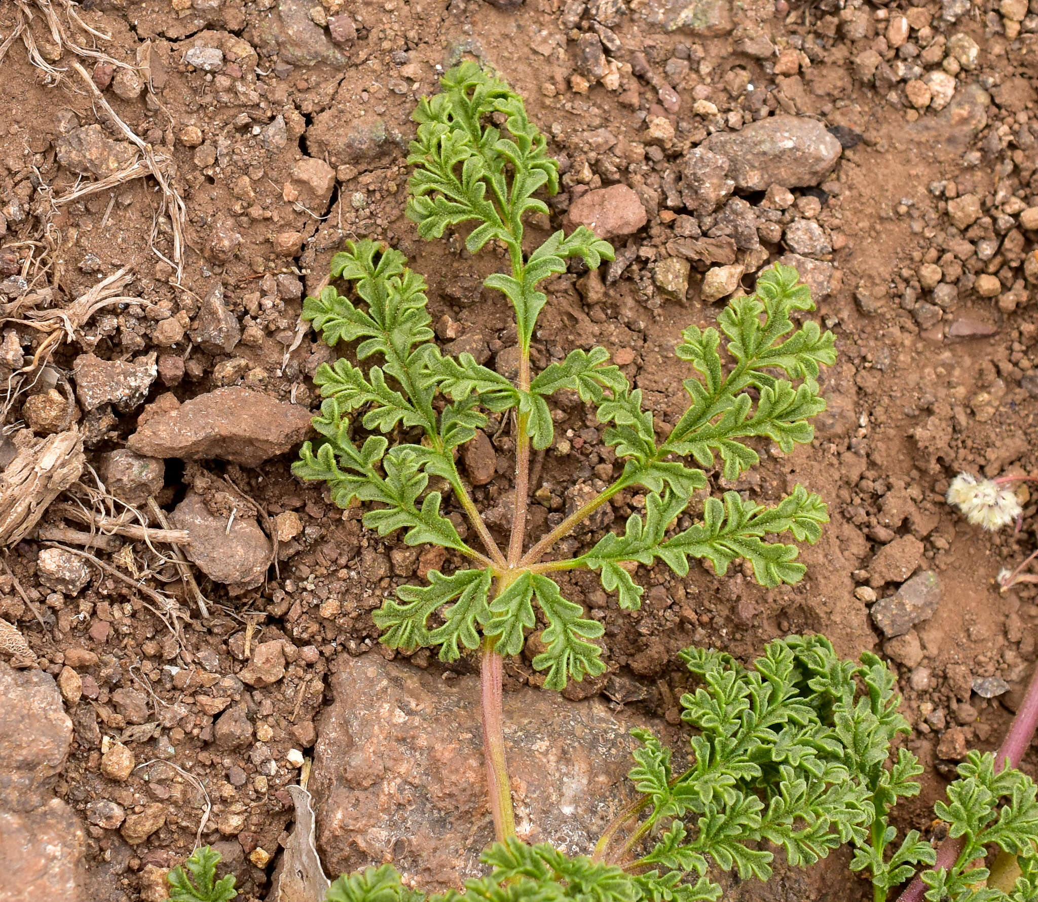 Imagem de Argylia adscendens DC.