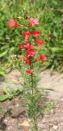 Image de Ipomopsis rubra (L.) Wherry