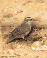 Image of Upucerthia dumetaria hypoleuca Reichenbach 1853