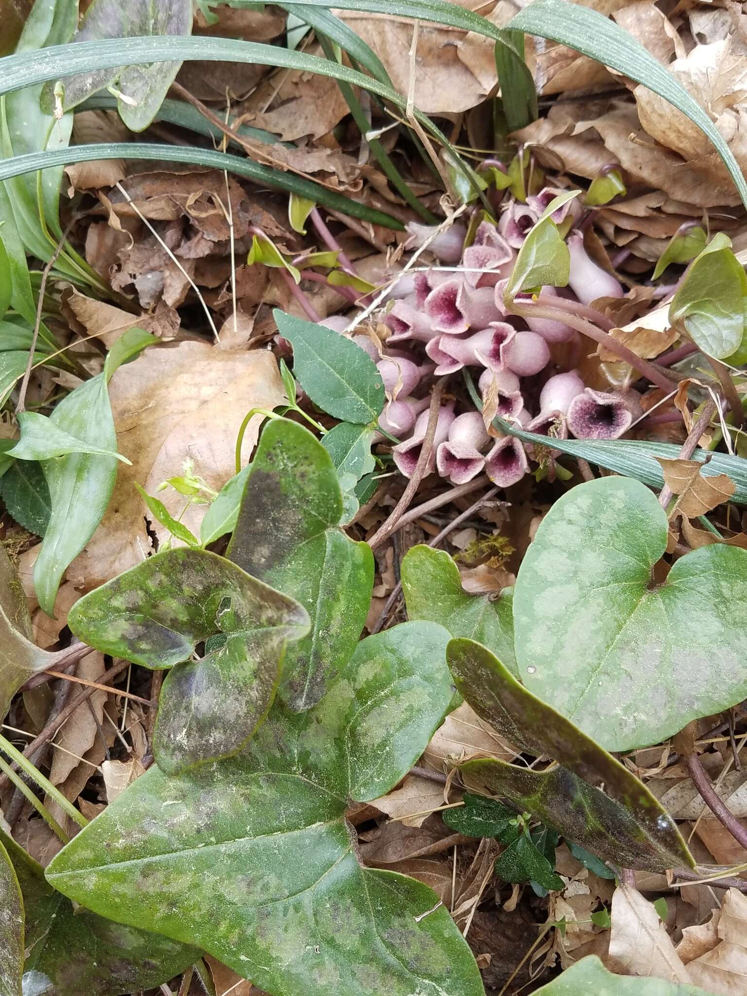 Image of Hexastylis arifolia var. arifolia