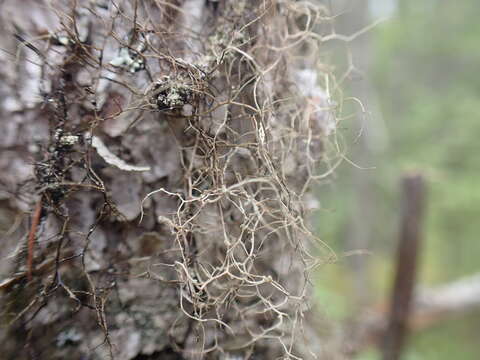 Image of Nadvornik's horsehair lichen