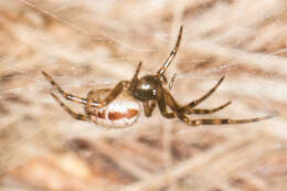 صورة Steatoda nobilis (Thorell 1875)