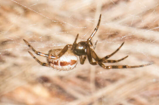 Image of Cobweb weaver