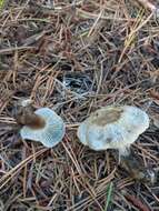 Image of Hygrophorus caeruleus O. K. Mill. 1984