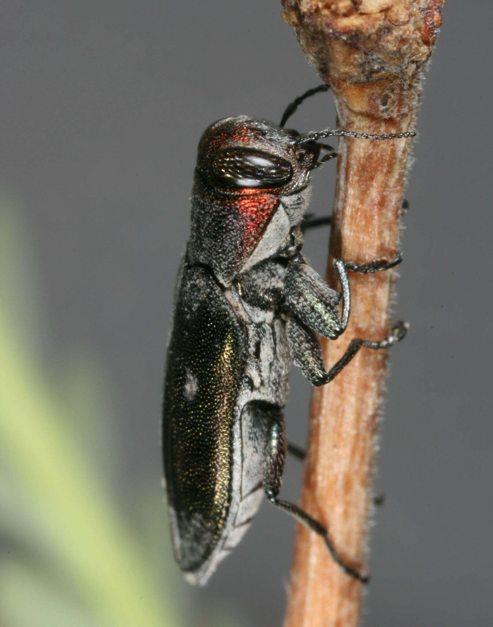 Image of Chrysobothris carmelita Fall 1907