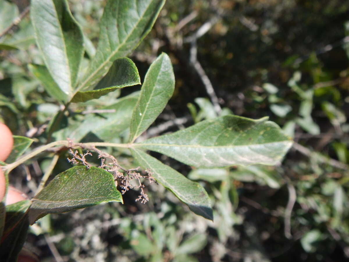 Image of Searsia rehmanniana var. glabrata (Sond.) Moffett