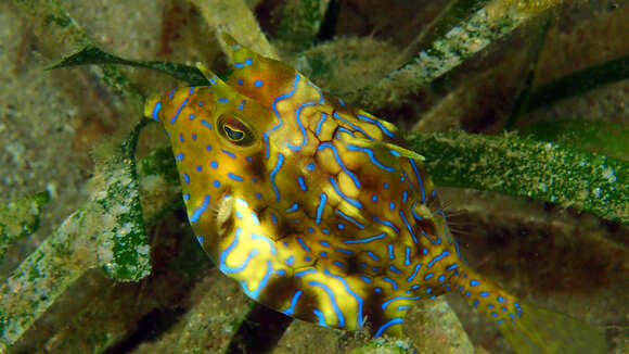 Image of Shorthorn cowfish