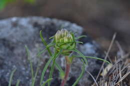 Image of Edraianthus tenuifolius (A. DC.) A. DC.